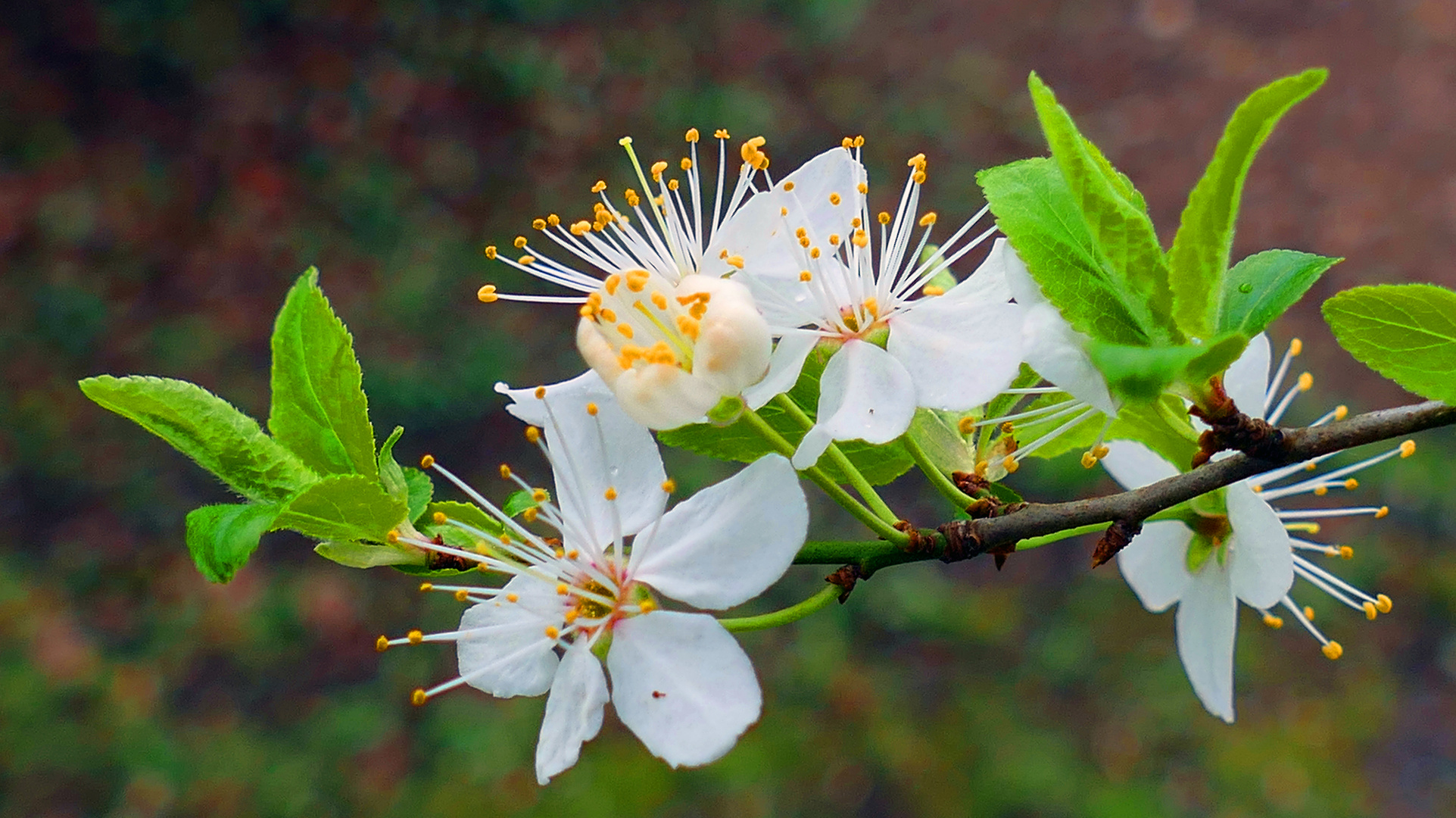 Schlehenblüte