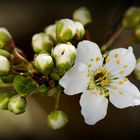 Schlehenblüte