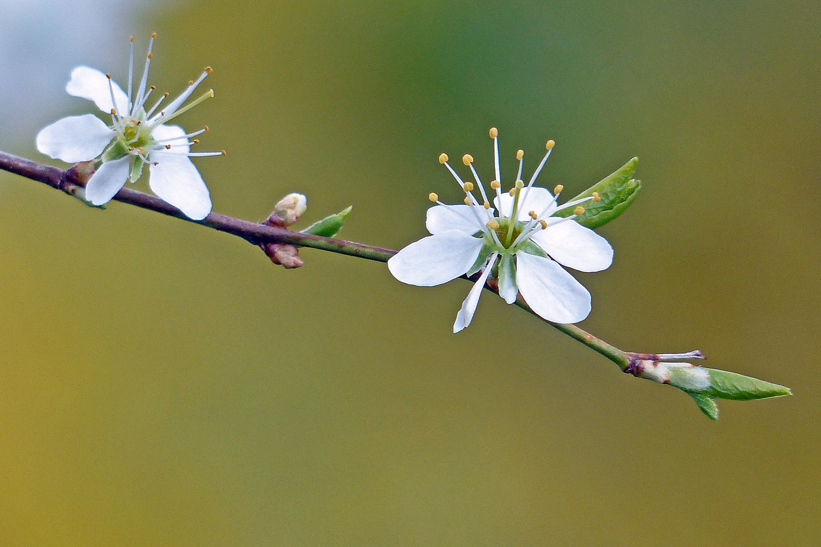 Schlehenblüte