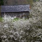 Schlehenblüte im Bergischen 1