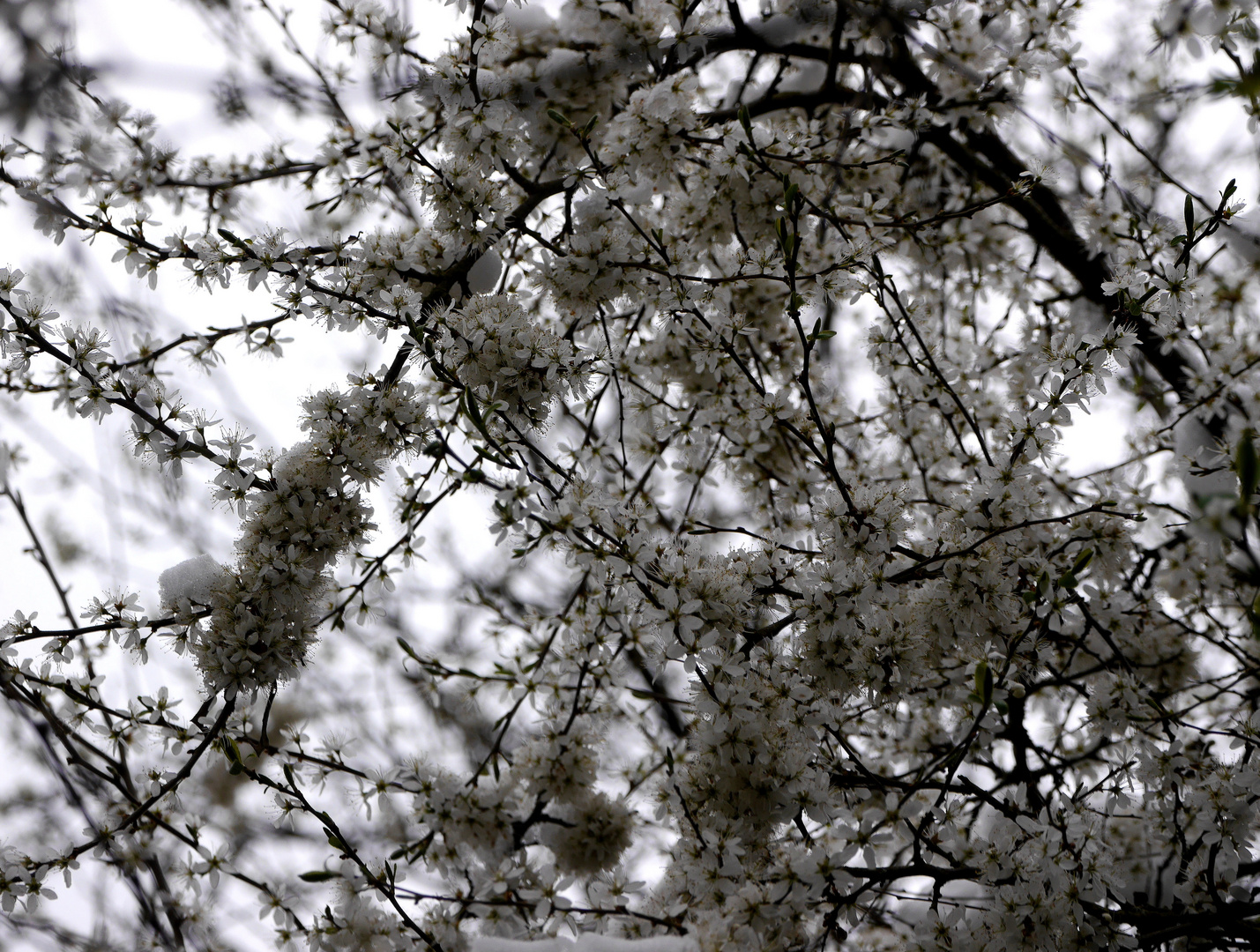 Schlehenblüte im Bergischen 2