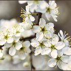 Schlehenblüte im Garten