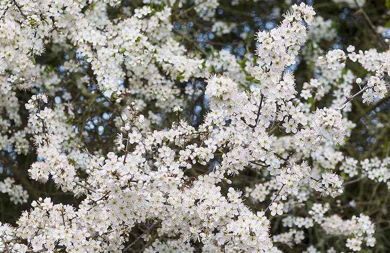 Schlehenblüte im Knick