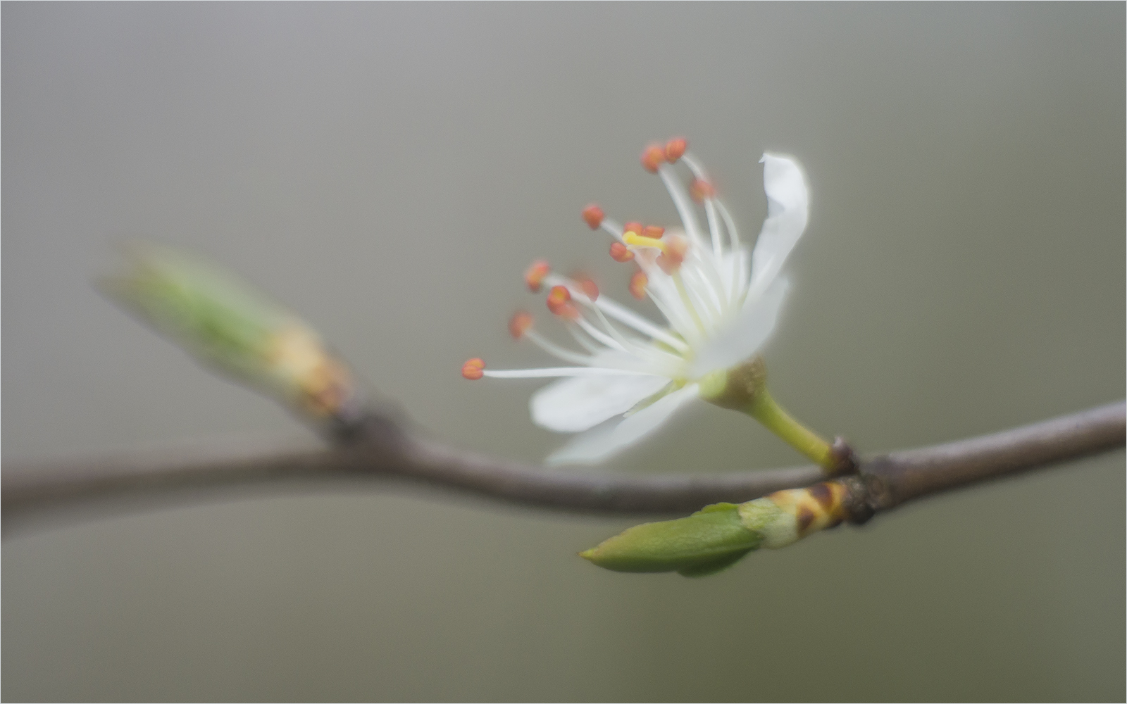 schlehenblüte in altglas