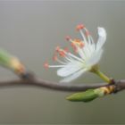 schlehenblüte in altglas