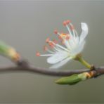 schlehenblüte in altglas