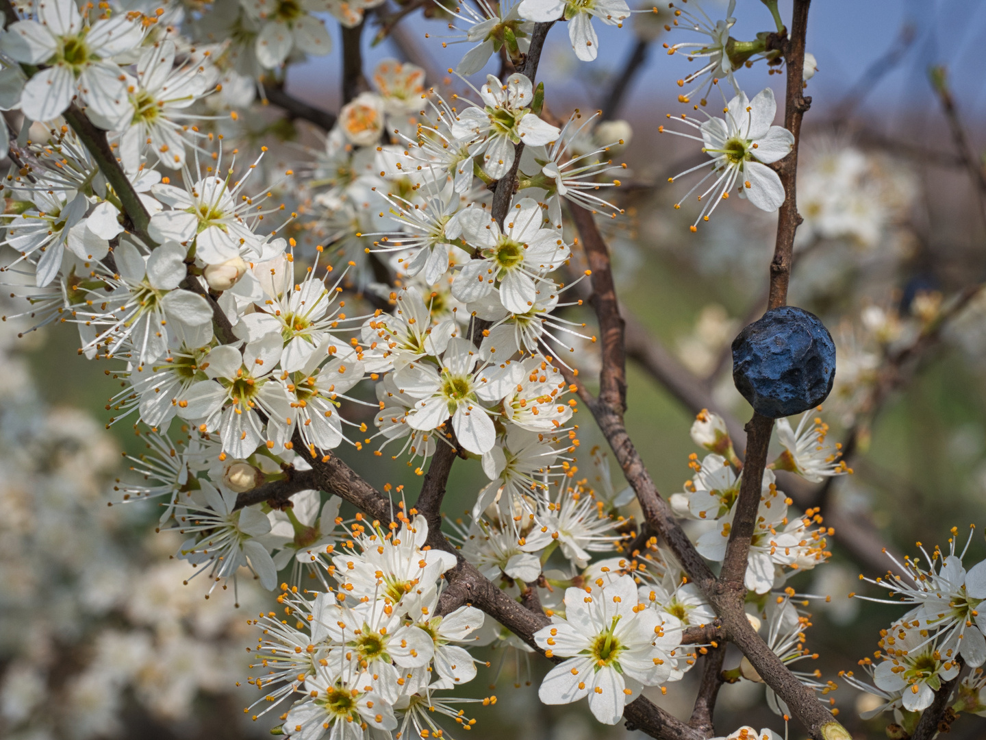 Schlehenblüte mit Frucht vom letzten Jahr