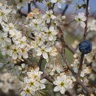 Schlehenblüte mit Frucht vom letzten Jahr