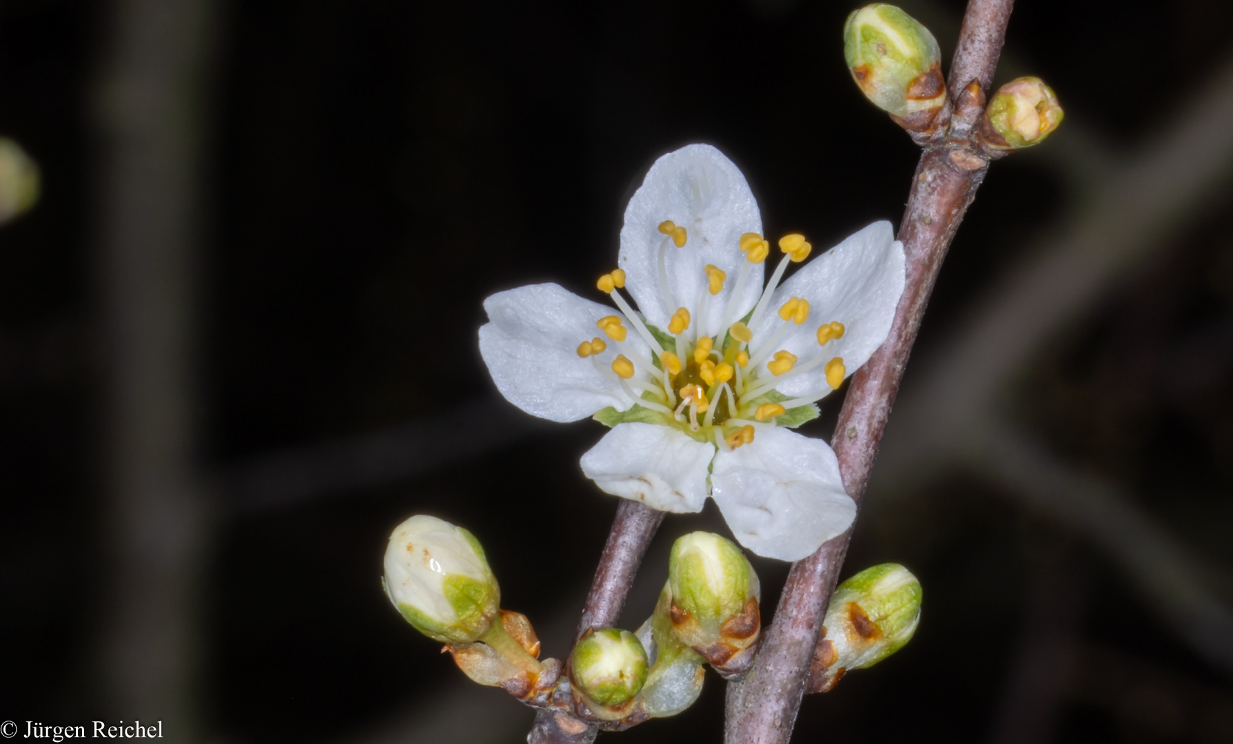 Schlehenblüte (Prunus spinosa) 