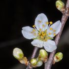 Schlehenblüte (Prunus spinosa) 