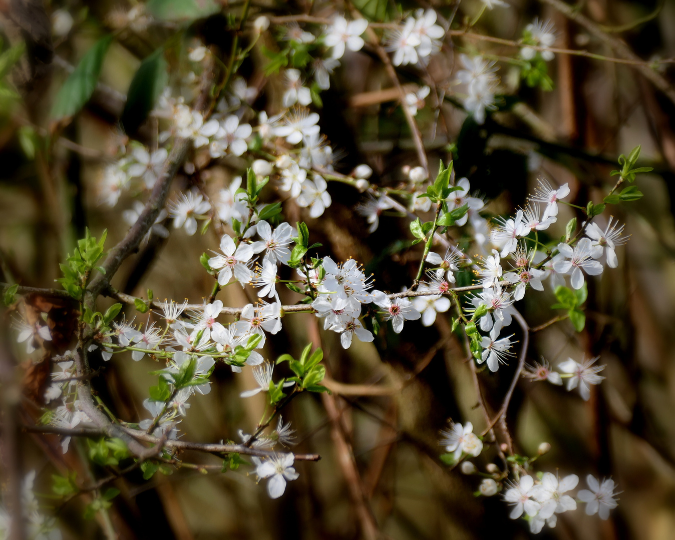 Schlehenblüten