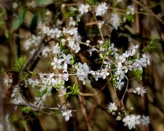 Schlehenblüten