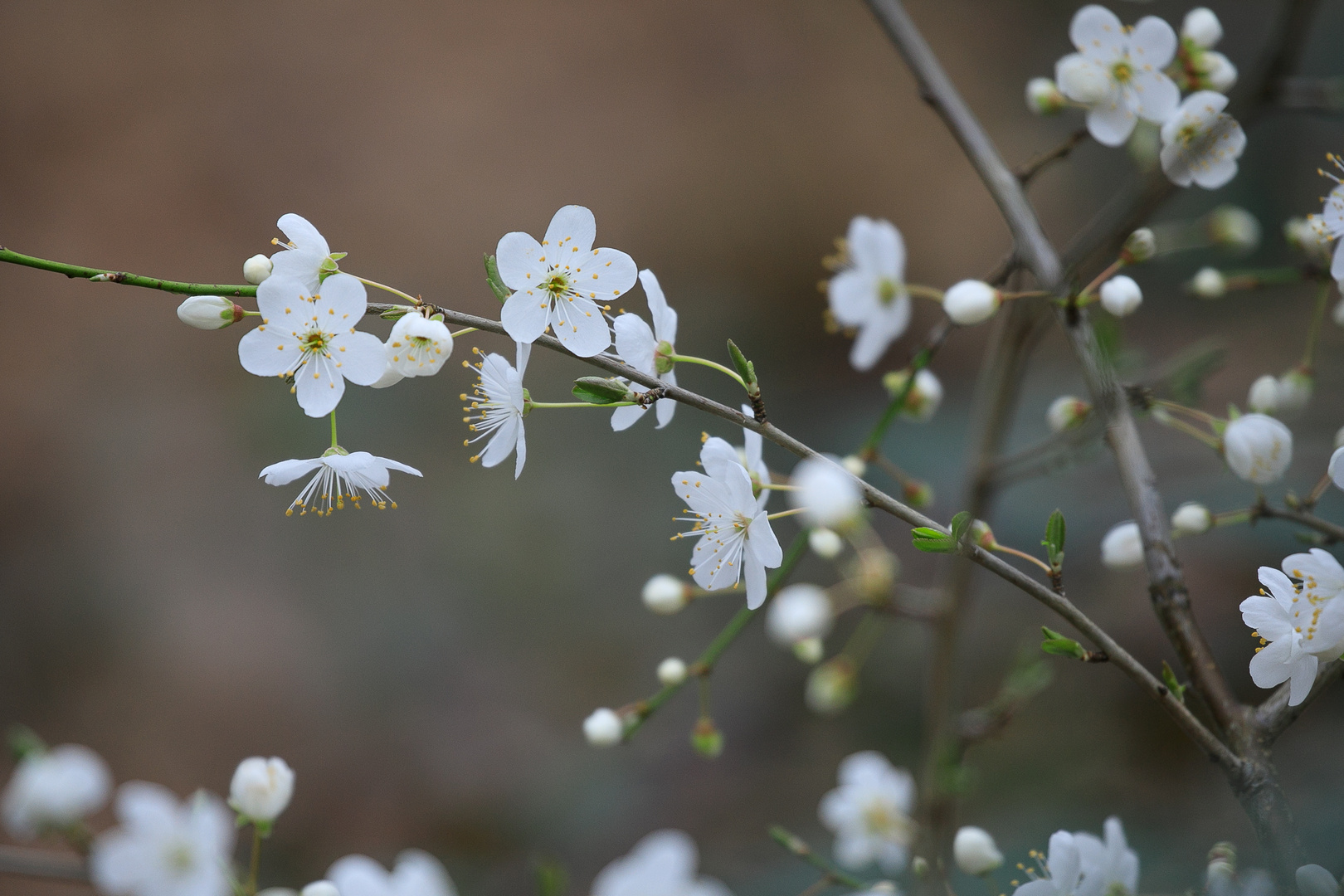 Schlehenblüten