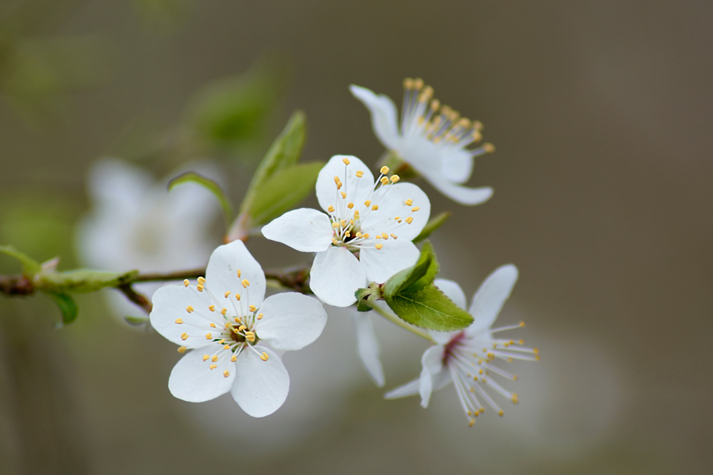 Schlehenblüten