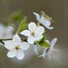 Schlehenblüten