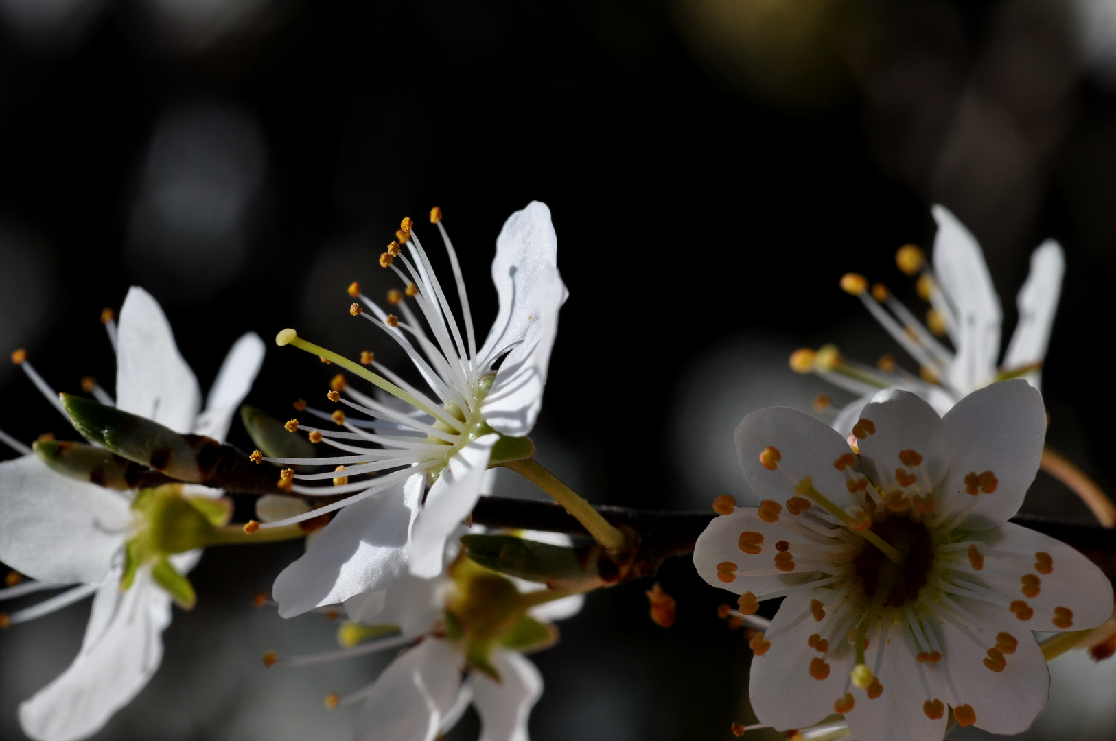 Schlehenblüten 2