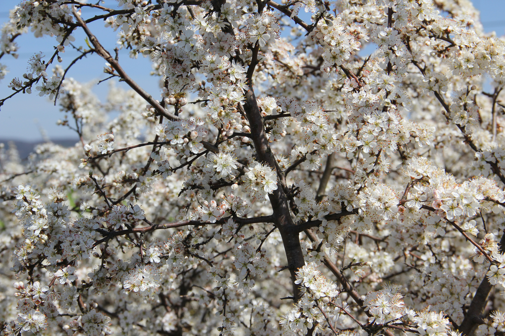 Schlehenblüten