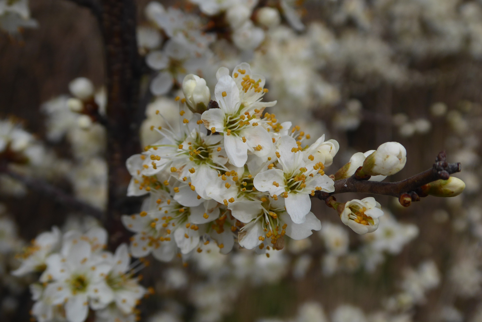 Schlehenblüten