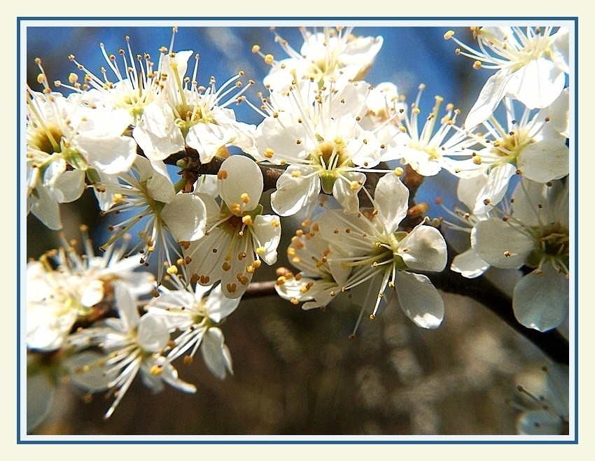 Schlehenblüten