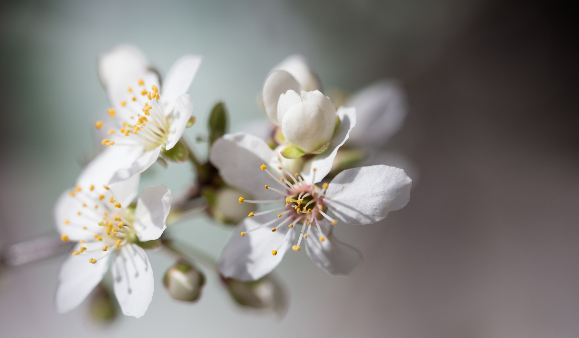 Schlehenblüten