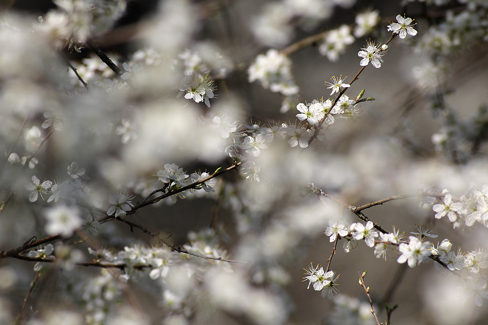 Schlehenblüten