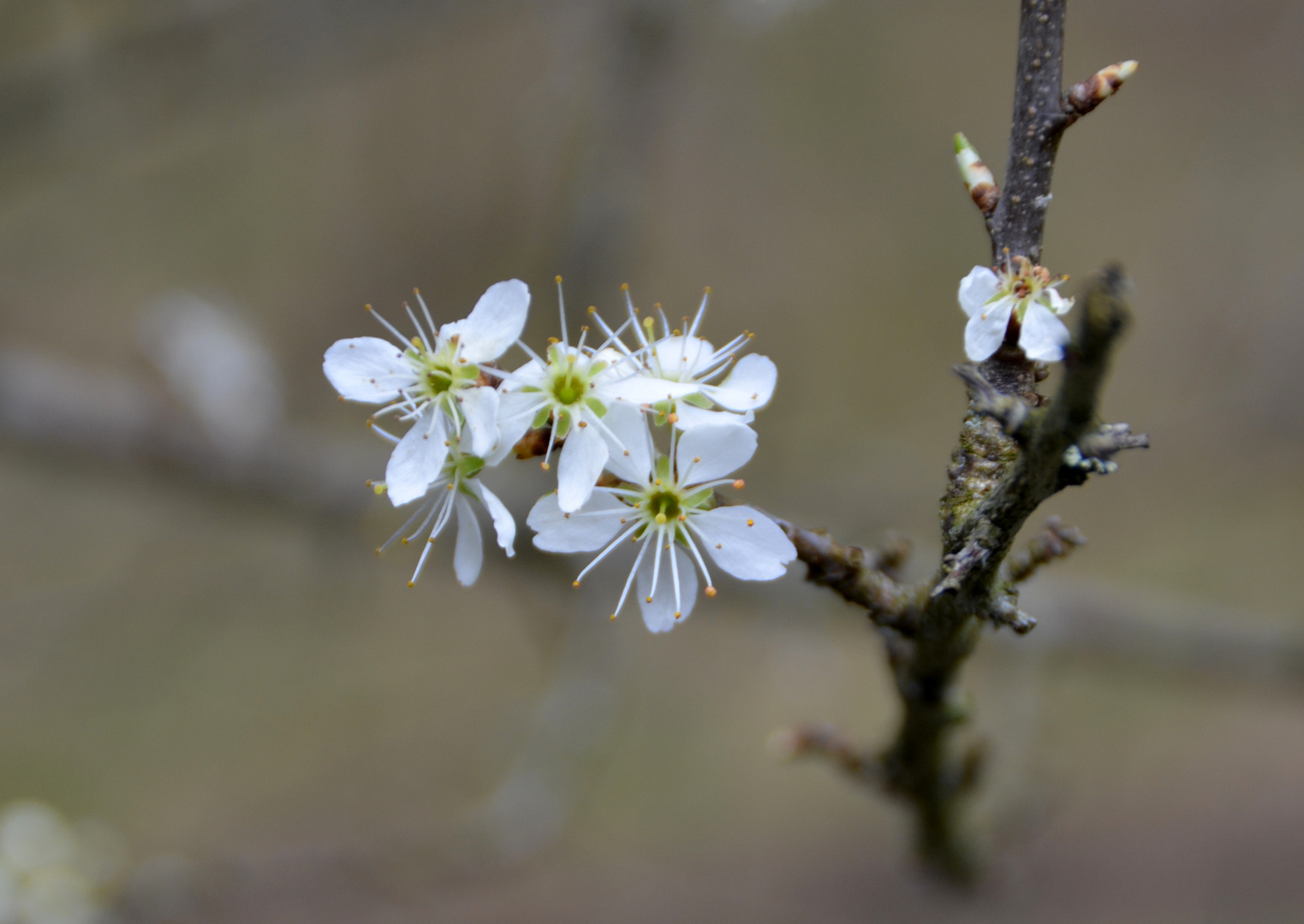 Schlehenblüten