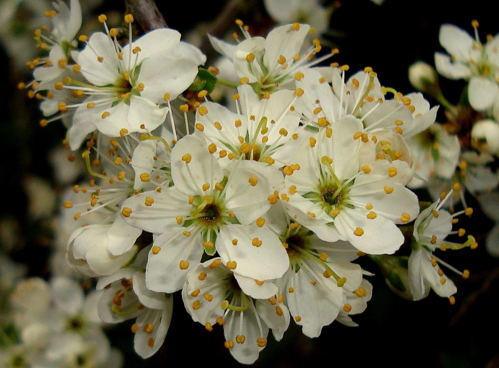 Schlehenblüten