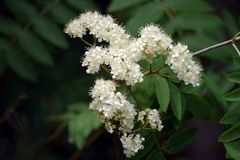 Schlehenblüten am Rande des Bruchsees