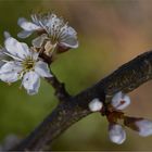 Schlehenblüten