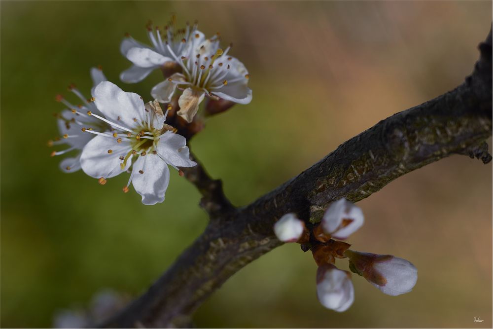 Schlehenblüten