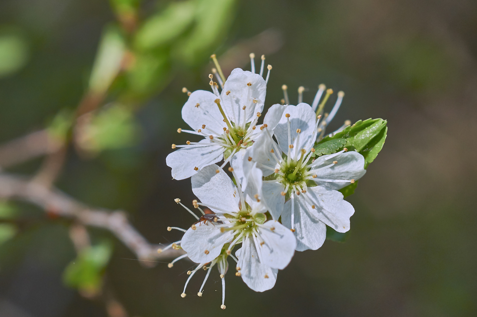 Schlehenblüten...