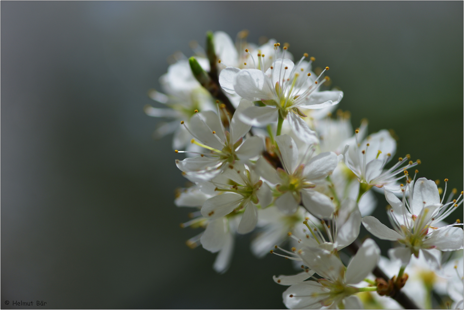 Schlehenblüten