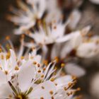 Schlehenblüten, Prunus spinosa