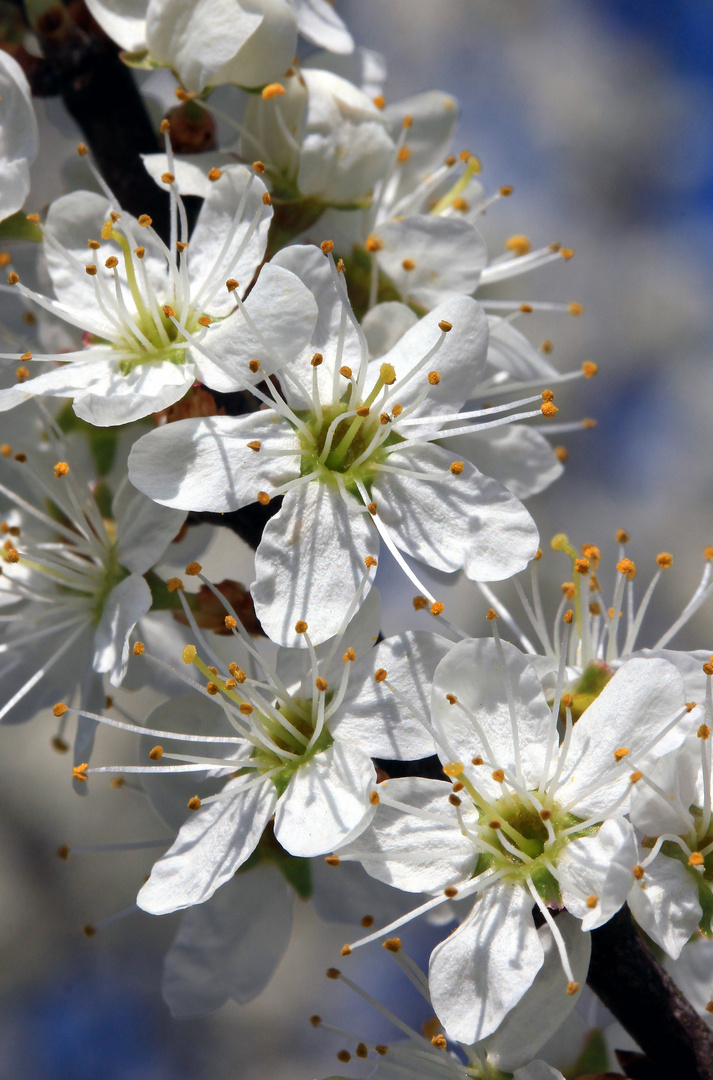 Schlehenblüten vor blauem Frühlingshimmel