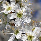 Schlehenblüten vor blauem Frühlingshimmel