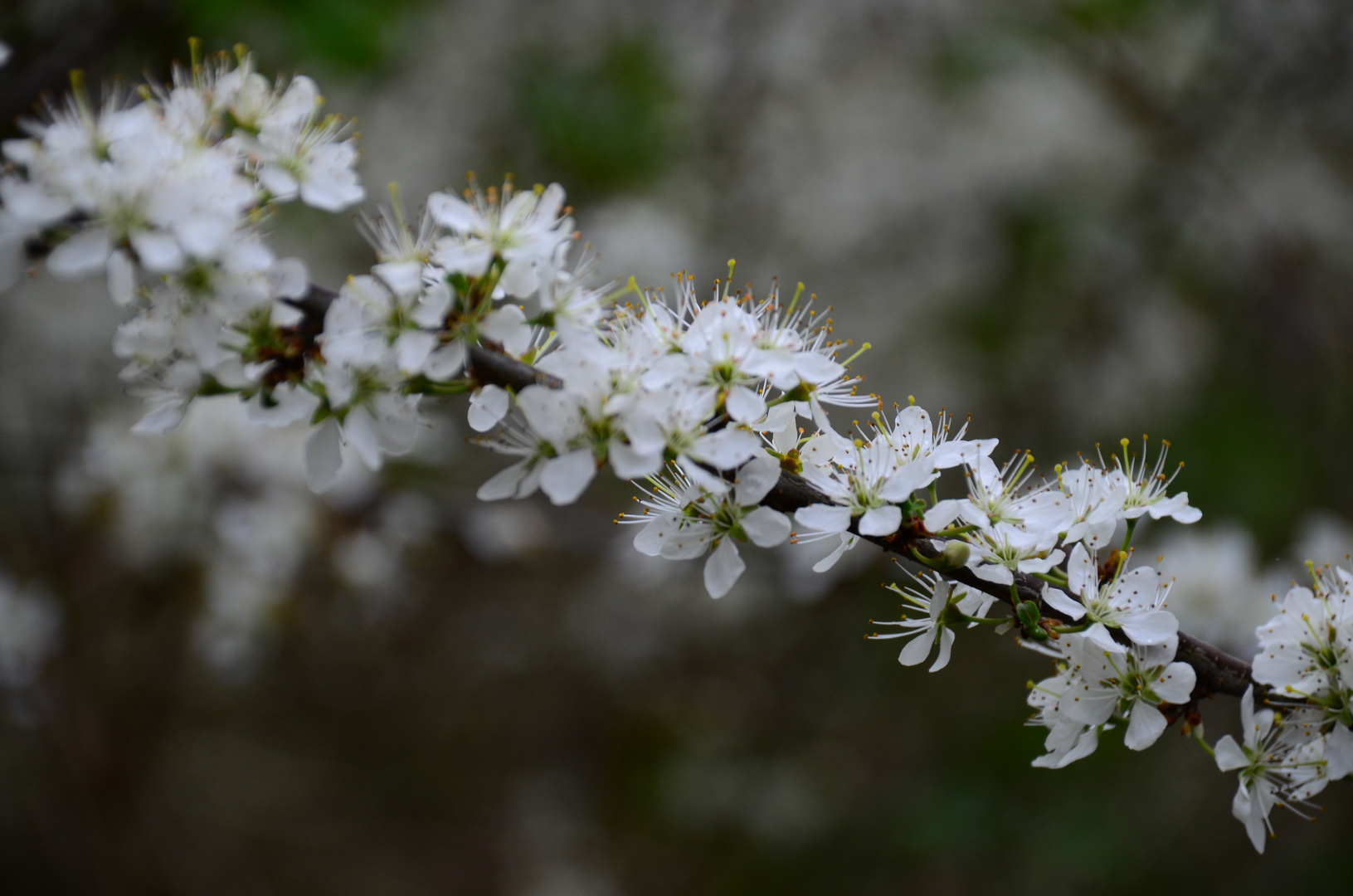 Schlehenblüten Zweig