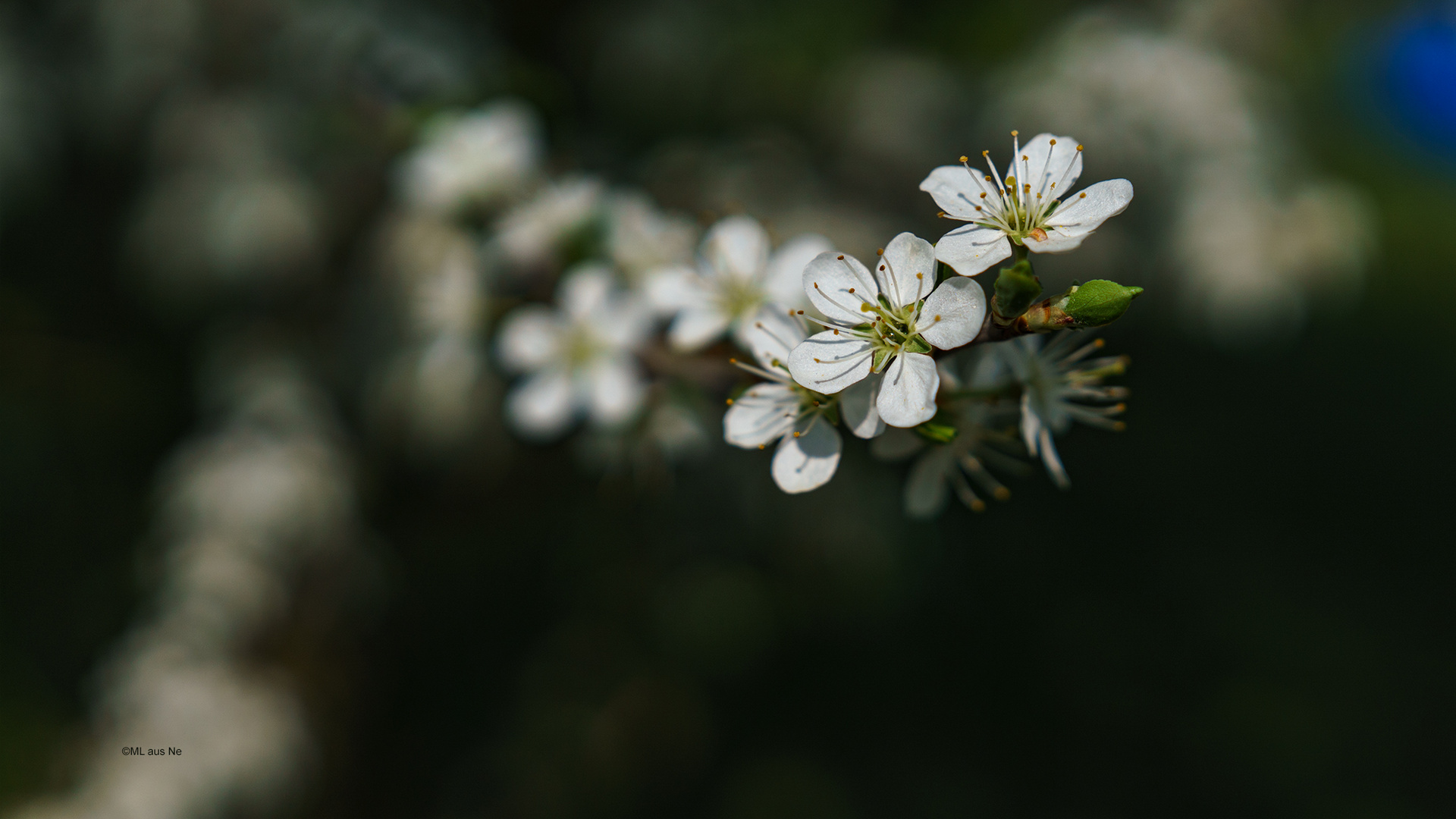 Schlehenblüten1