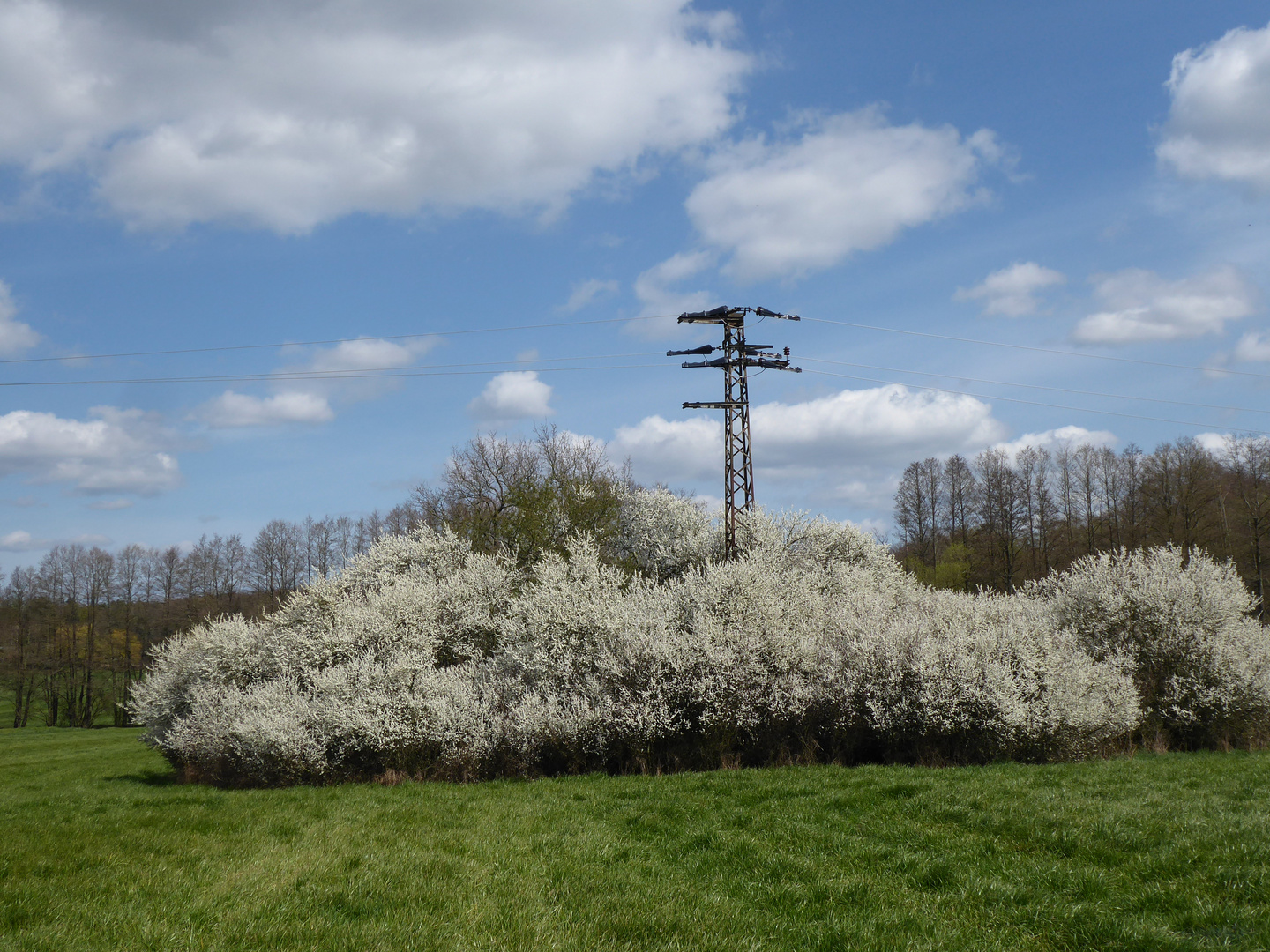 Schlehenbusch