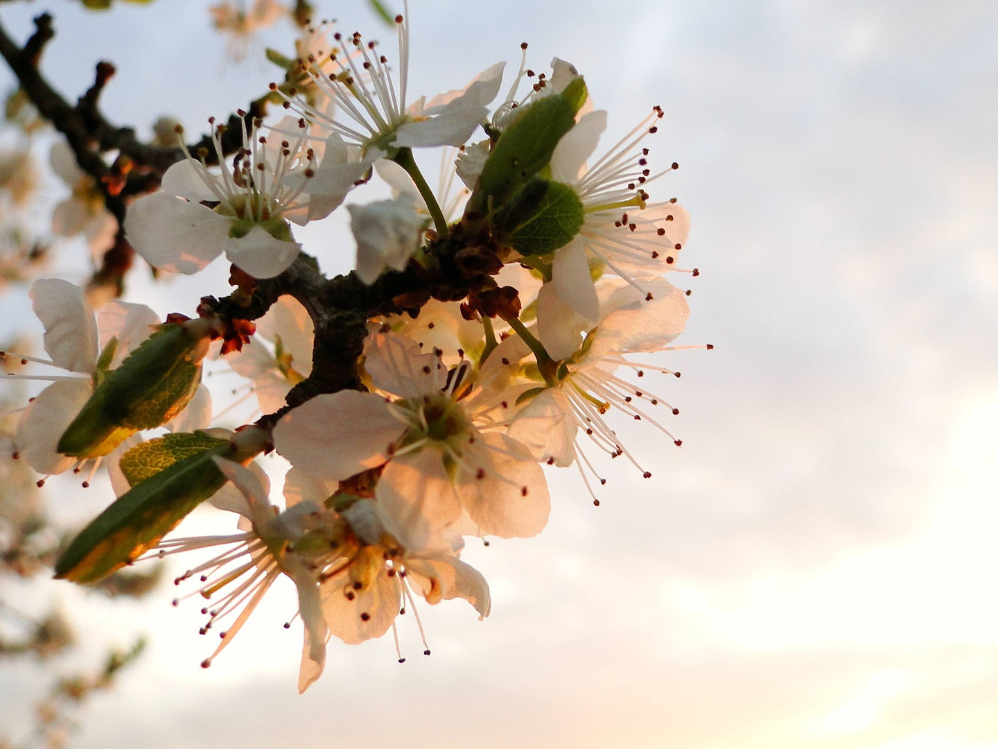 Schlehenbusch in der Abendsonne