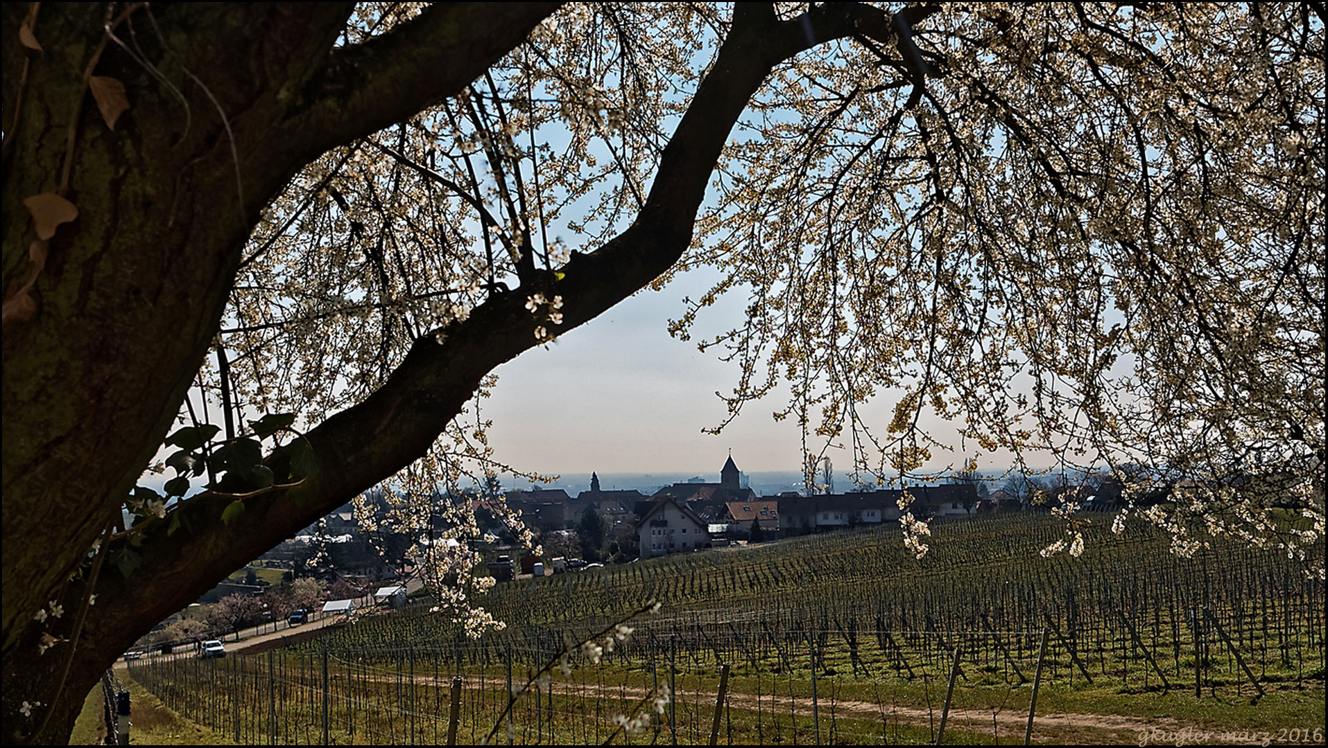 Schlehendurchblick