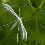 Schlehengeistchen (Pterophorus pentadactyla) - 2