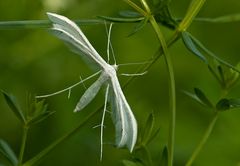 Schlehengeistchen (Pterophorus pentadactyla) - 2