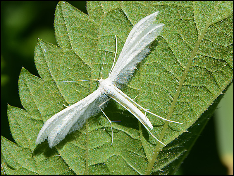 Schlehengeistchen - Pterophorus pentadactyla (?)