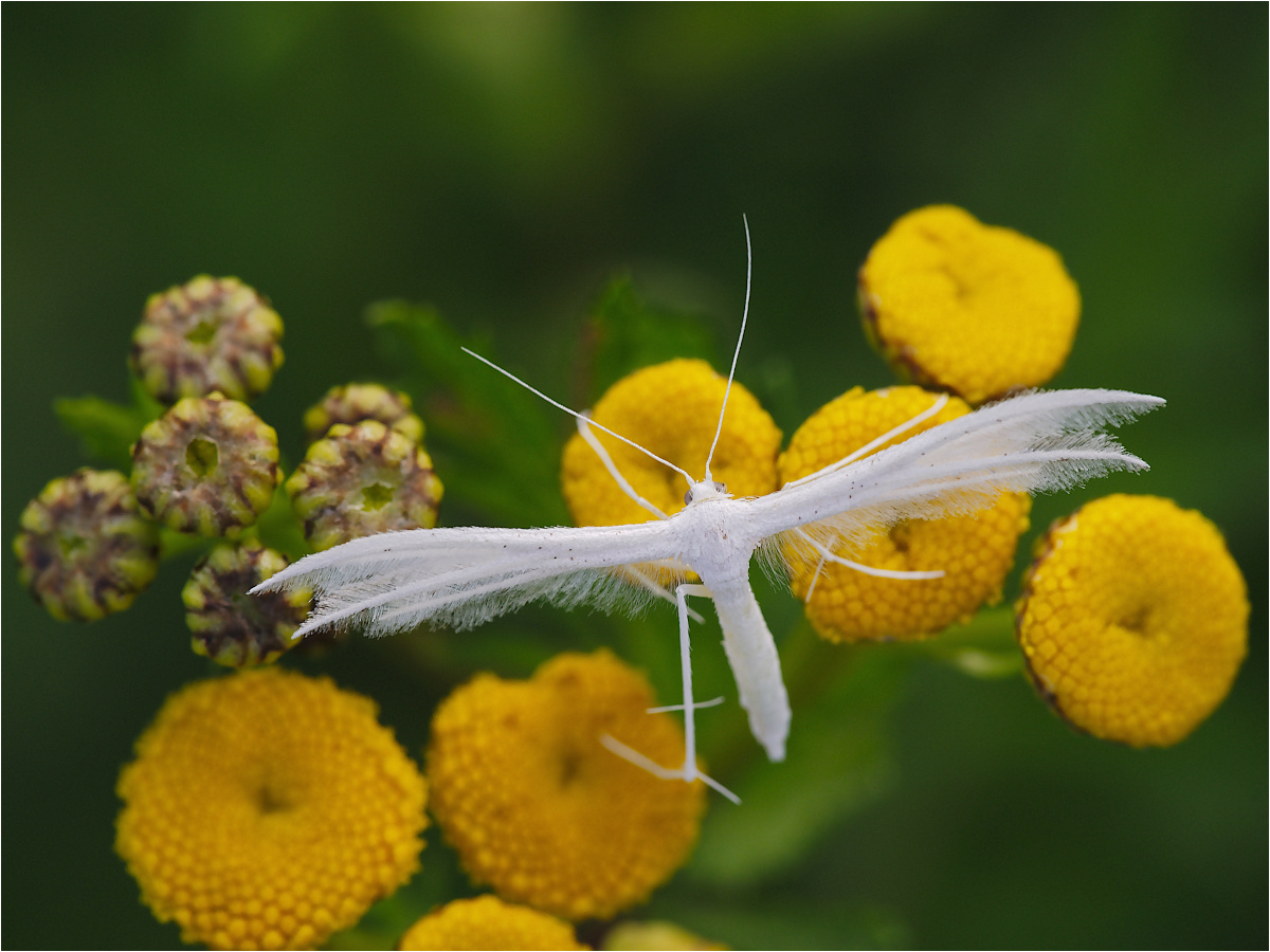 Schlehengeistchen (Pterophorus pentadactyla)