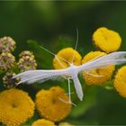 Schlehengeistchen (Pterophorus pentadactyla)