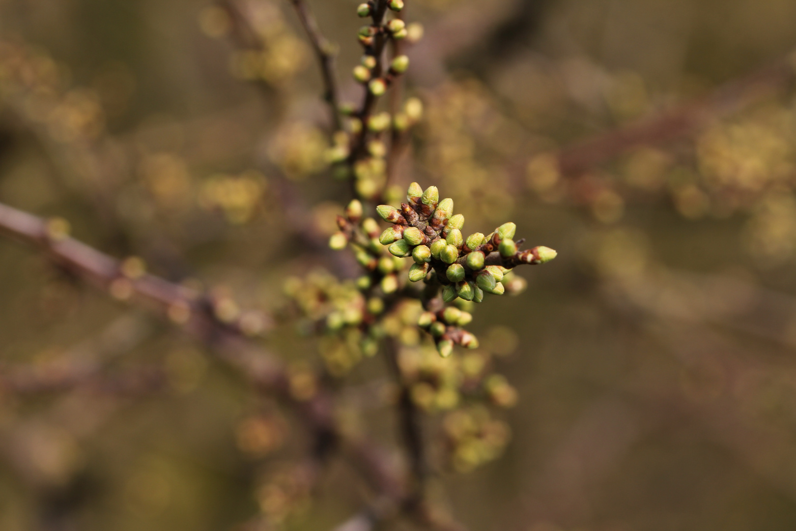 Schlehenknospen