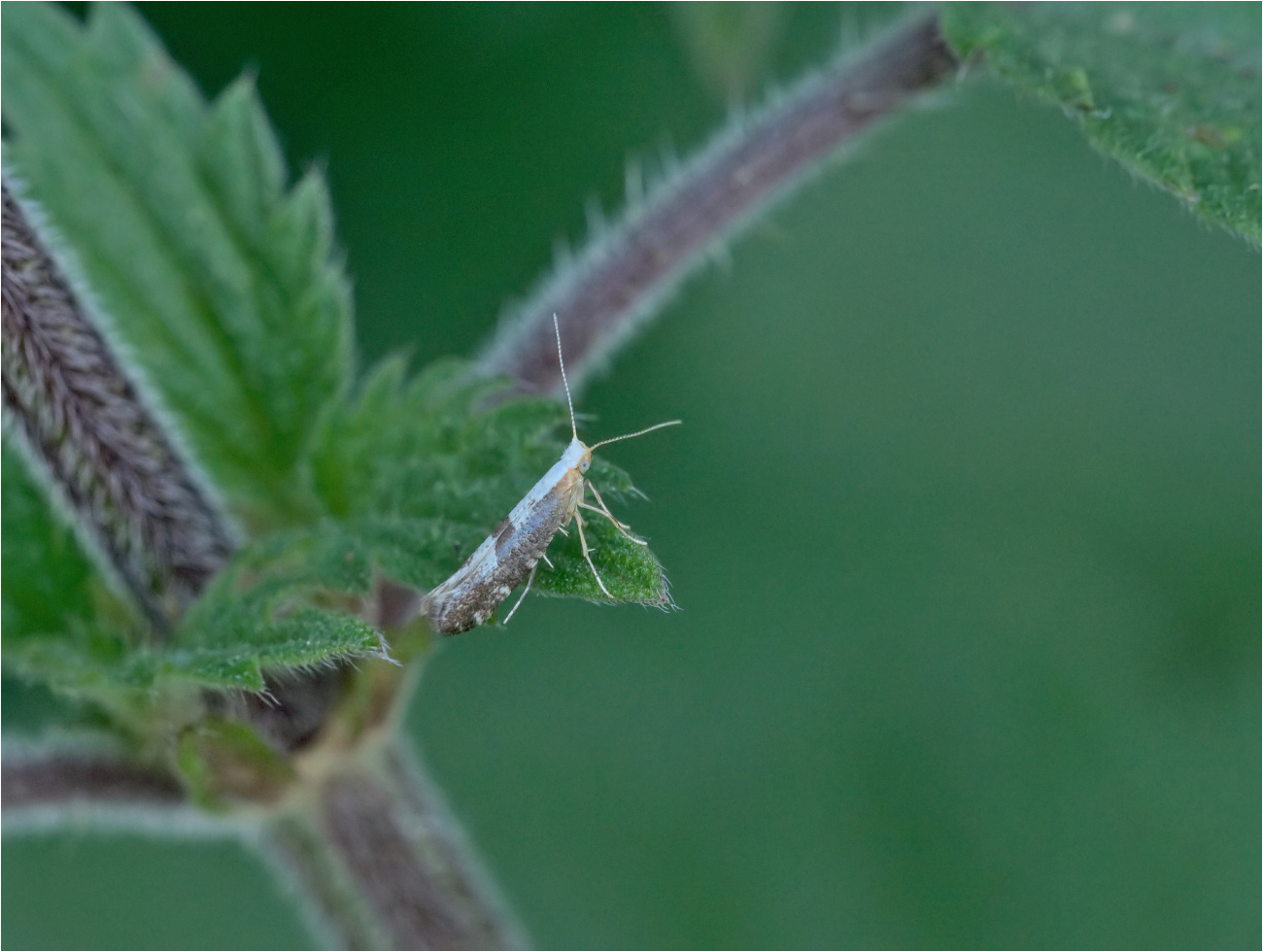 Schlehenknospenmotte (Argyresthia spinosella)