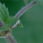 Schlehenknospenmotte (Argyresthia spinosella)