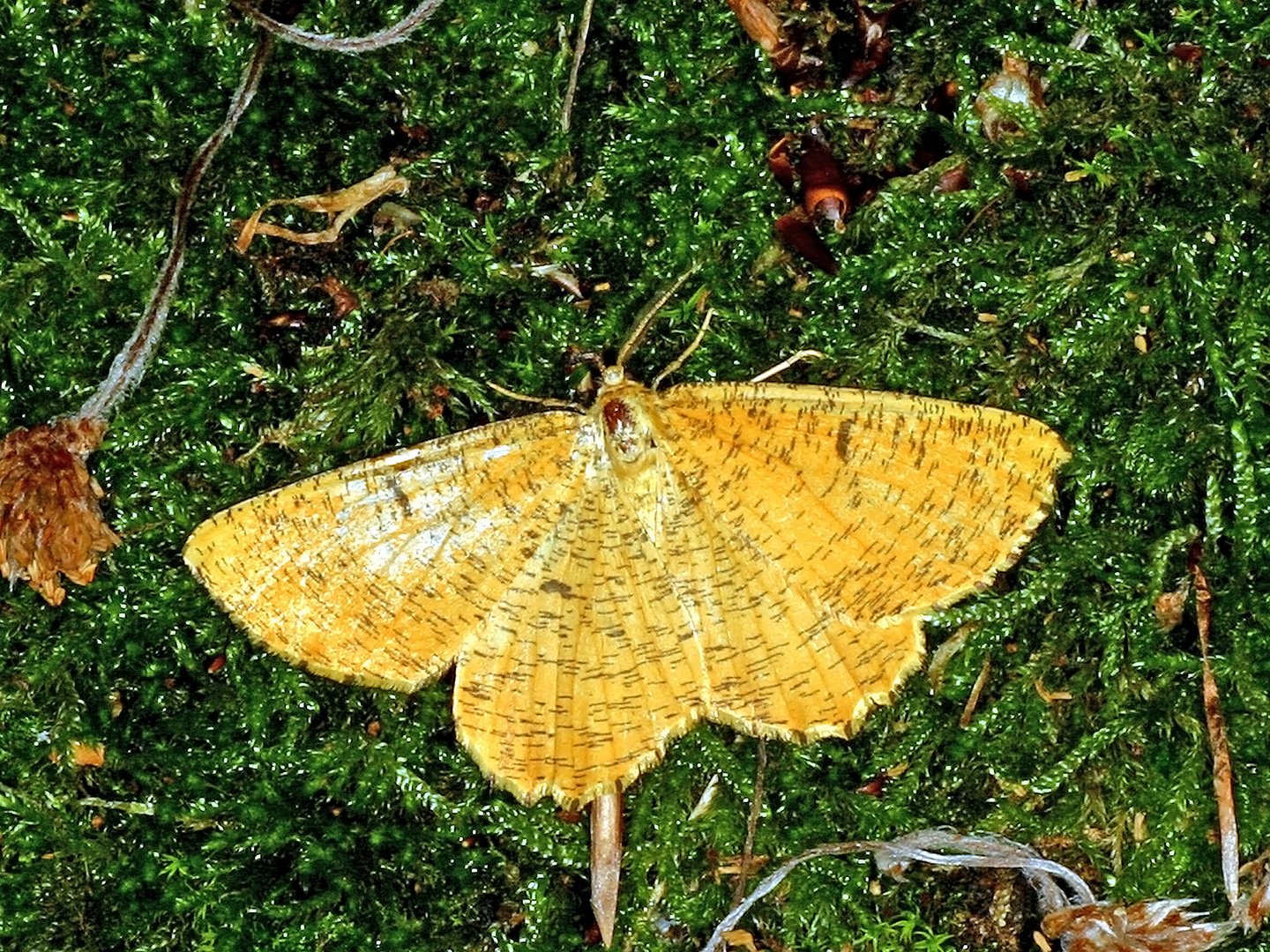 Schlehenspanner (Angerona prunaria), auch Pflaumenspanner genannt.....