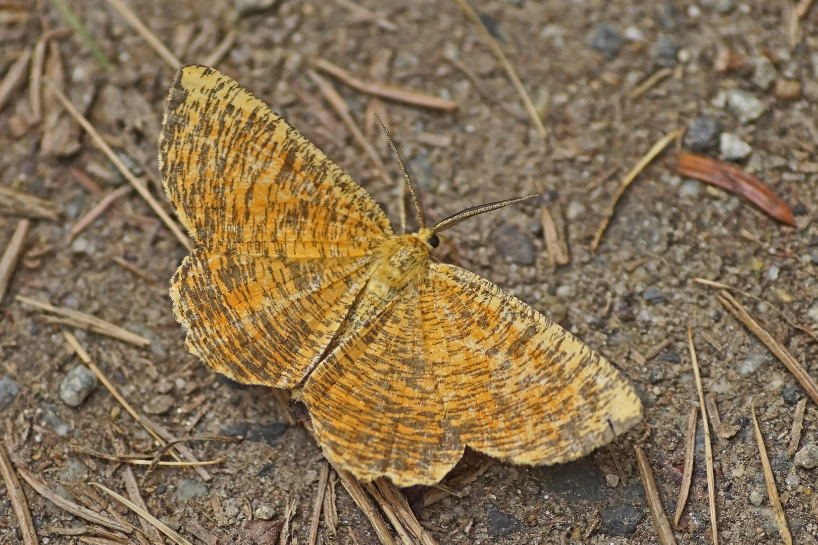 Schlehenspanner (Angerona prunaria), Männchen